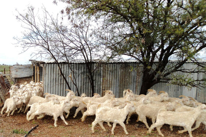 Managing goats in bad weather