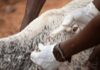 Vital livestock injection and sterility knowledge
