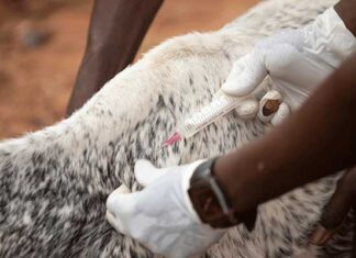 Vital livestock injection and sterility knowledge