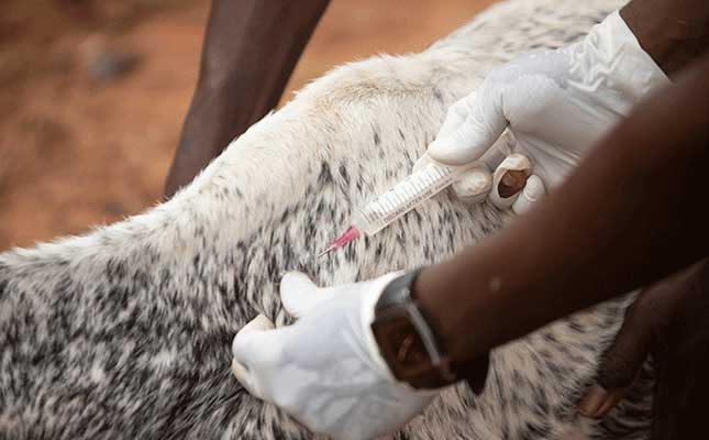 Vital livestock injection and sterility knowledge