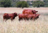 Veld management: Stocking tips for sustainable farming