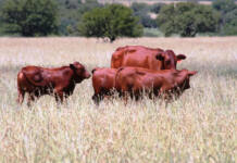 Veld management: Stocking tips for sustainable farming