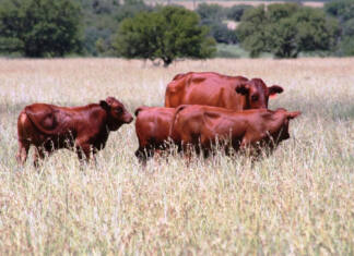 Veld management: Stocking tips for sustainable farming