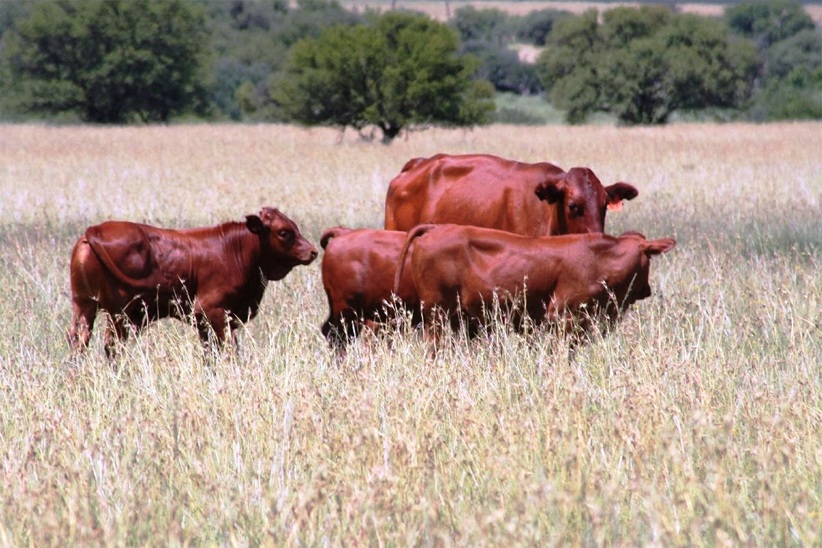 Veld management: Stocking tips for sustainable farming