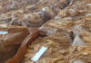 Low prices, oversupply weigh on Zimbabwe’s 2026 tobacco season