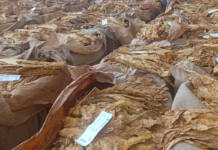 Low prices, oversupply weigh on Zimbabwe’s 2026 tobacco season