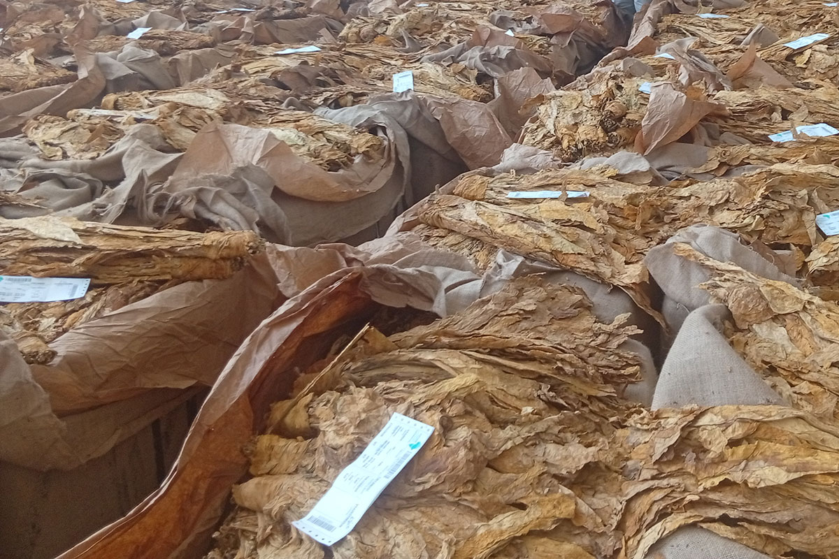 Low prices, oversupply weigh on Zimbabwe’s 2026 tobacco season