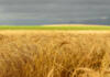 Practical insights on winter grains from leading industry experts