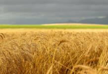 Practical insights on winter grains from leading industry experts