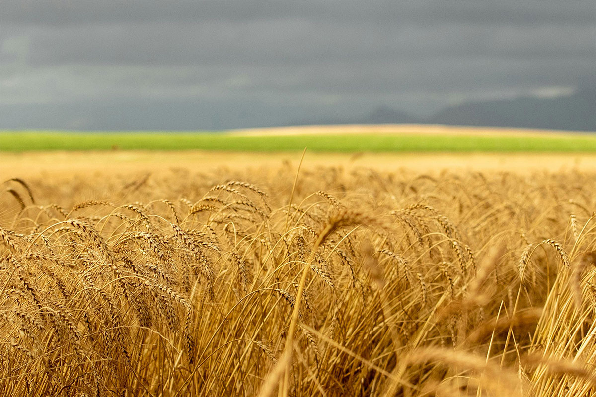 Practical insights on winter grains from leading industry experts