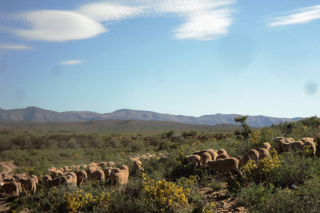 Wool retains price levels