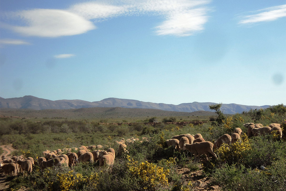 Wool retains price levels