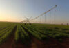 Protecting the harvest: Botswana farmer defends seasonal restrictions
