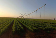 Protecting the harvest: Botswana farmer defends seasonal restrictions