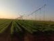 Protecting the harvest: Botswana farmer defends seasonal restrictions