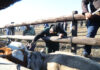 Government expands FMD vaccination drive to Eastern Cape communal farmers
