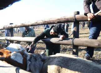 Government expands FMD vaccination drive to Eastern Cape communal farmers