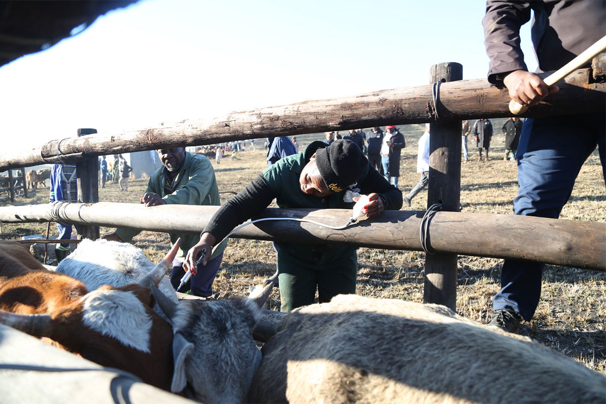 Government expands FMD vaccination drive to Eastern Cape communal farmers