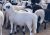 Sheep farming profit starts with genetics