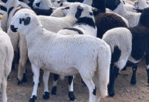 Sheep farming profit starts with genetics
