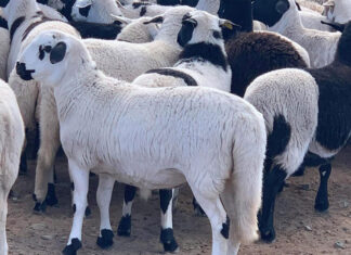 Sheep farming profit starts with genetics
