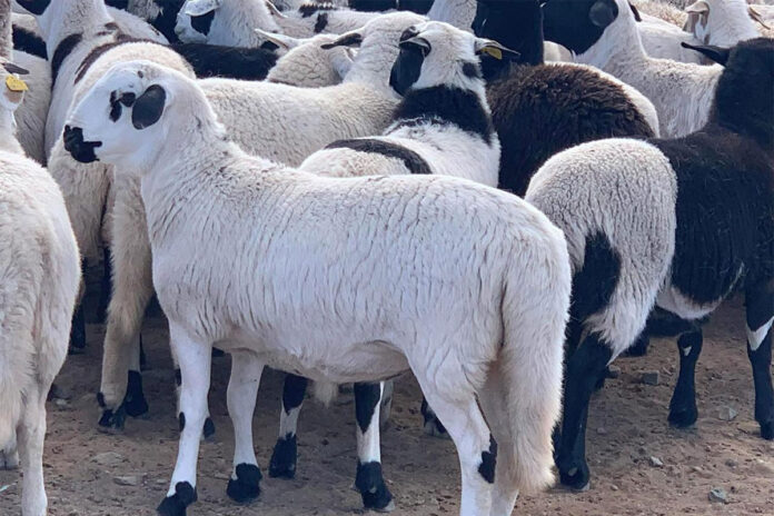 Sheep Farming Profit Starts With Genetics Sheep Farming Profit Starts With Genetics