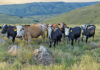 Producing quality beef on natural, rented veld