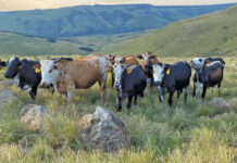 Producing quality beef on natural, rented veld