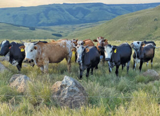 Producing quality beef on natural, rented veld