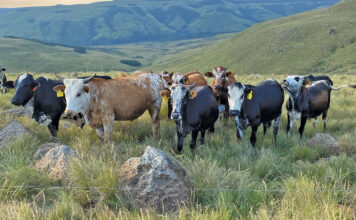 Producing quality beef on natural, rented veld