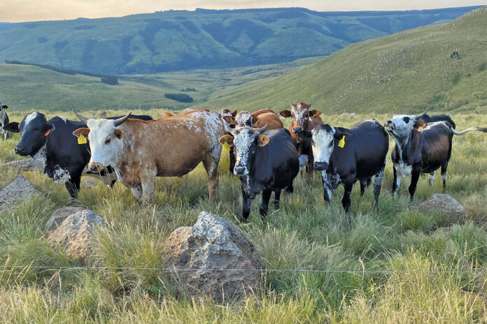 Producing quality beef on natural, rented veld