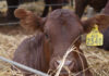 Vlakte Bonsmara boasts the biosecurity edge in uncertain times