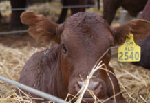 Vlakte Bonsmara boasts the biosecurity edge in uncertain times