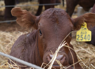 Vlakte Bonsmara boasts the biosecurity edge in uncertain times