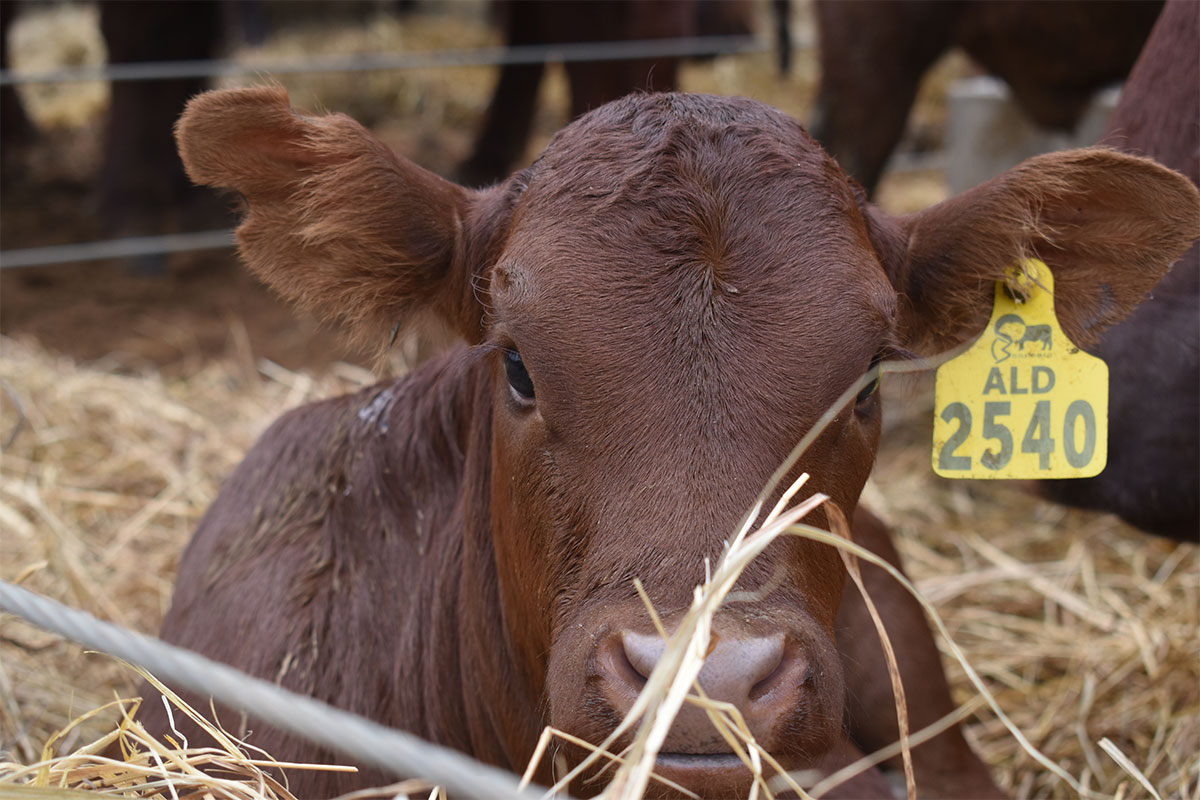 Vlakte Bonsmara  boasts the biosecurity edge in uncertain times