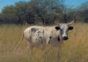Buying a cow as an investment: what crowd-farming really means