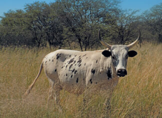 Buying a cow as an investment: what crowd-farming really means