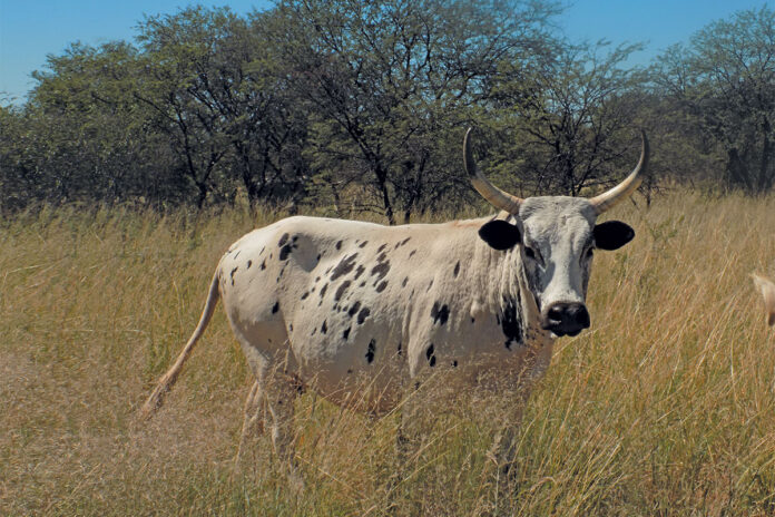 Buying a cow  as an investment:  what crowd-farming really means
