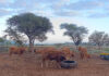 Botswana farmers fear price slump after easing of FMD restrictions