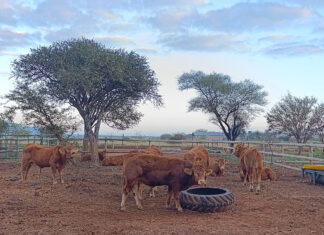 Botswana farmers fear price slump after easing of FMD restrictions