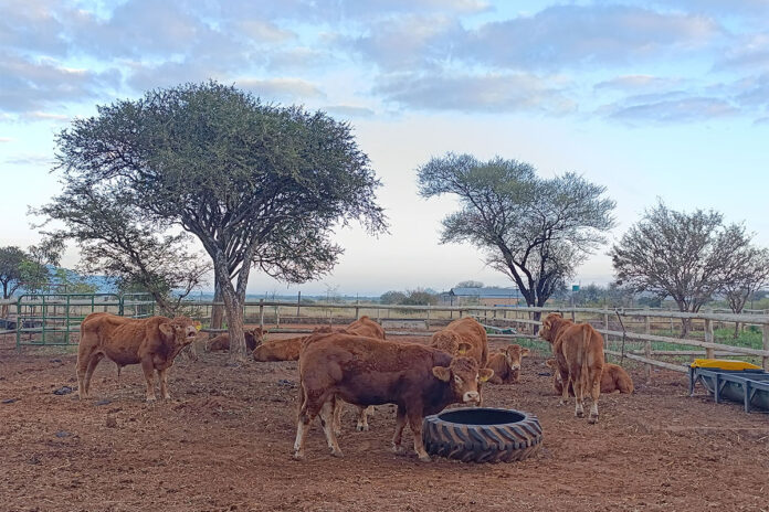 Botswana farmers fear price slump after easing of FMD restrictions