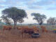 Botswana farmers fear price slump after easing of FMD restrictions