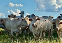 Huge efforts to reclaim degraded pastureland in Brazil