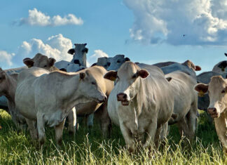 Huge efforts to reclaim degraded pastureland in Brazil