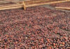 Young Brazilian coffee farmer rewrites the rules of coffee production