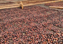 Young Brazilian coffee farmer rewrites the rules of coffee production