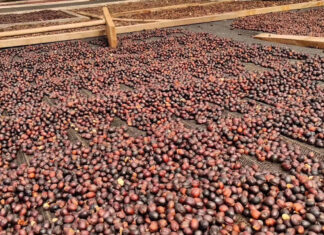 Young Brazilian coffee farmer rewrites the rules of coffee production