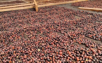 Young Brazilian coffee farmer rewrites the rules of coffee production