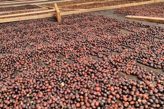 Young Brazilian coffee farmer rewrites the rules of coffee production