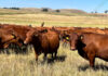 FMD continues to spread in Free State despite vaccination campaign